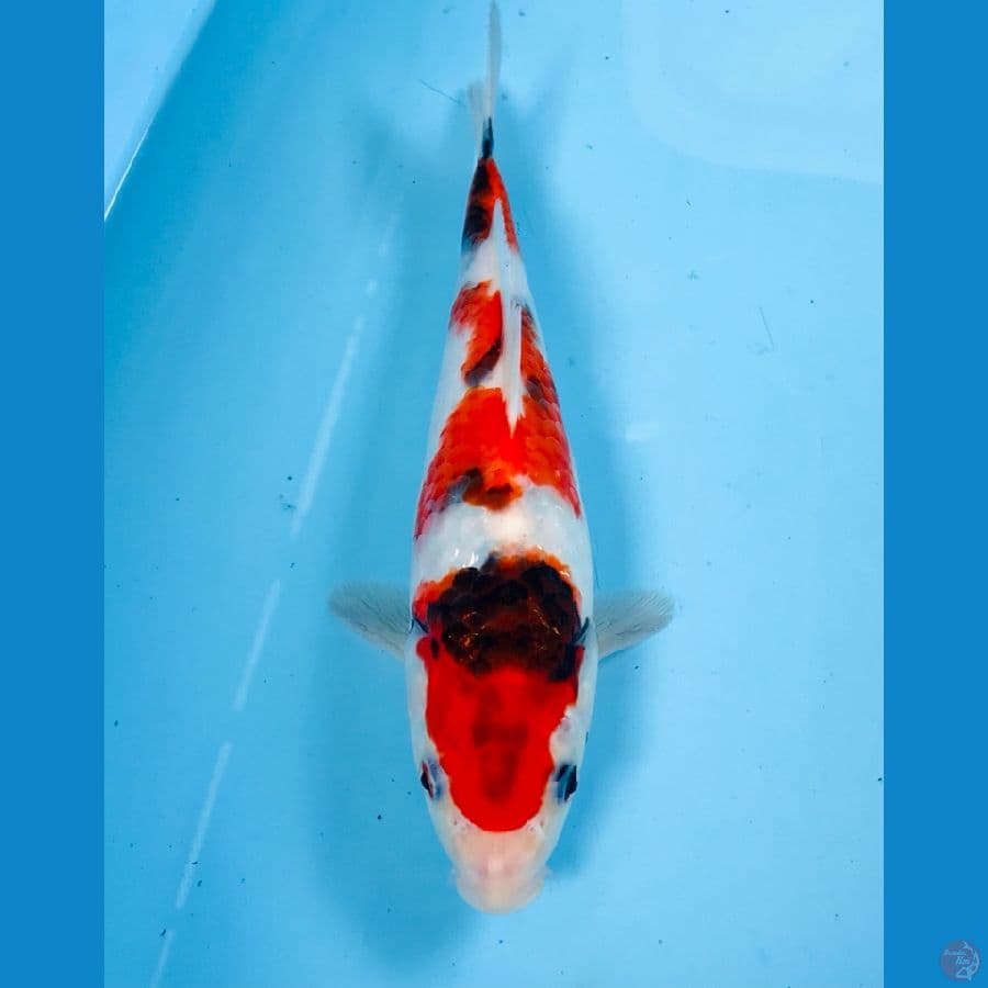 showa tategoi, 25cm