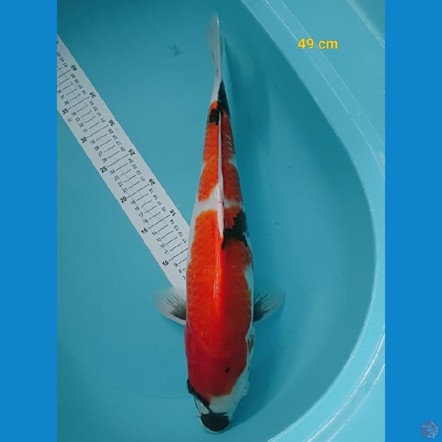 Showa 49 cm