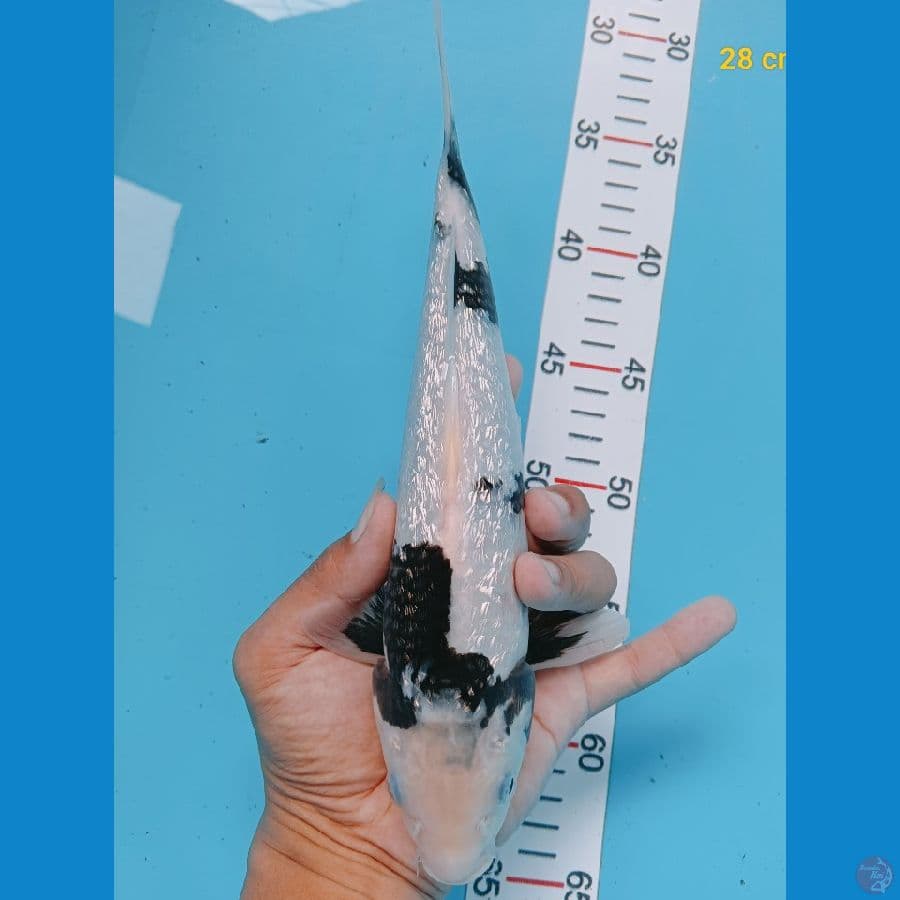 ginrin 28 cm