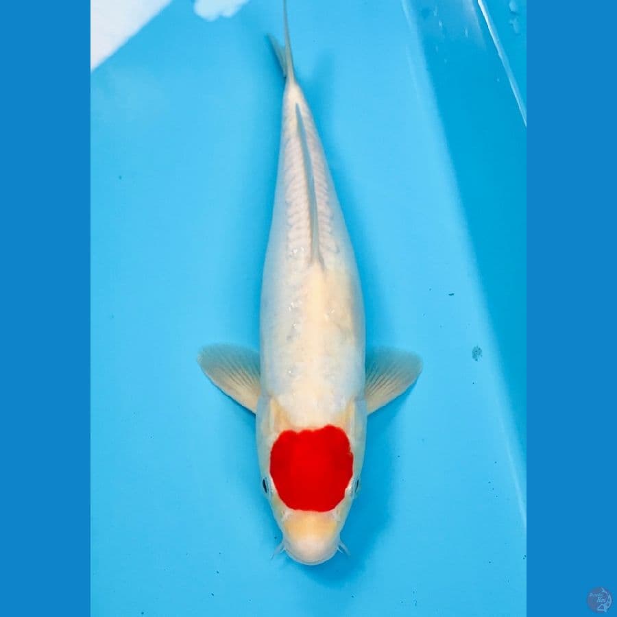 tancho kohaku doitsu, 28cm