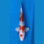 kikushui 25cm