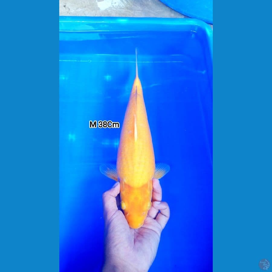 Body Bulky Parah 38Cm Male
