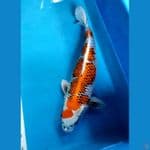 kuyjaku female 55cm