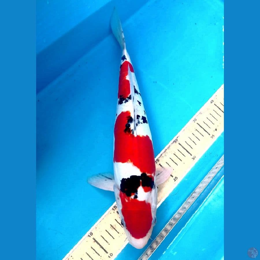 sanke doit 37 cm