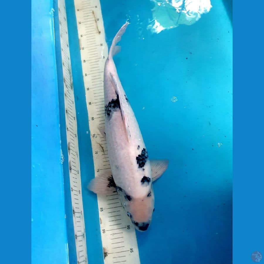 Tategoi Shiro Utsuri Male 54cm