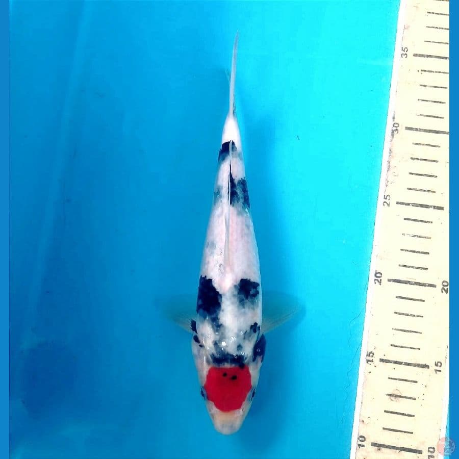 tancho showa 22cm