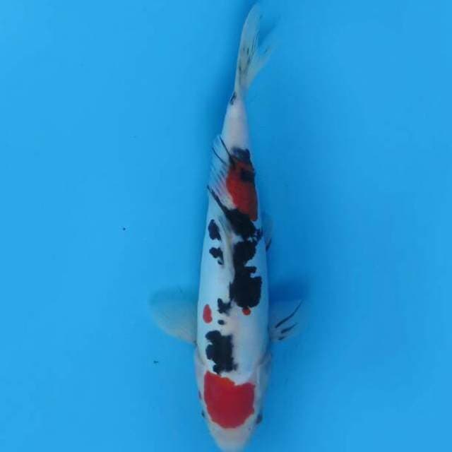 Sanke maruten 25 cm