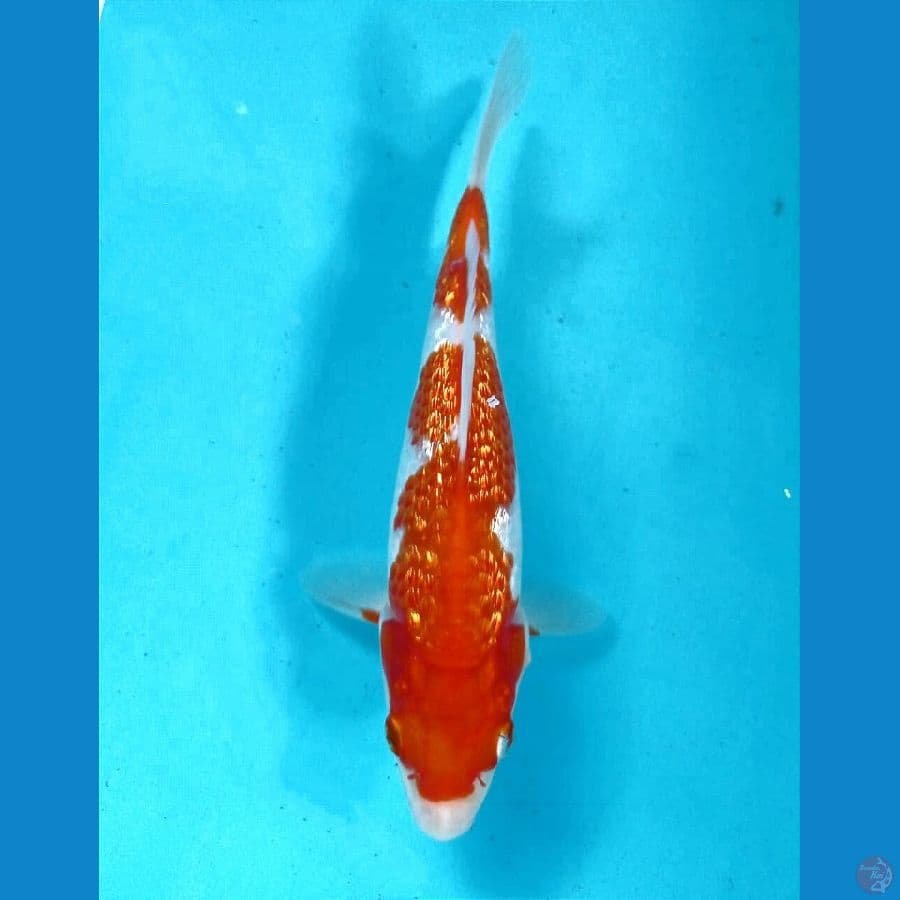kohaku ginrin 19 cm