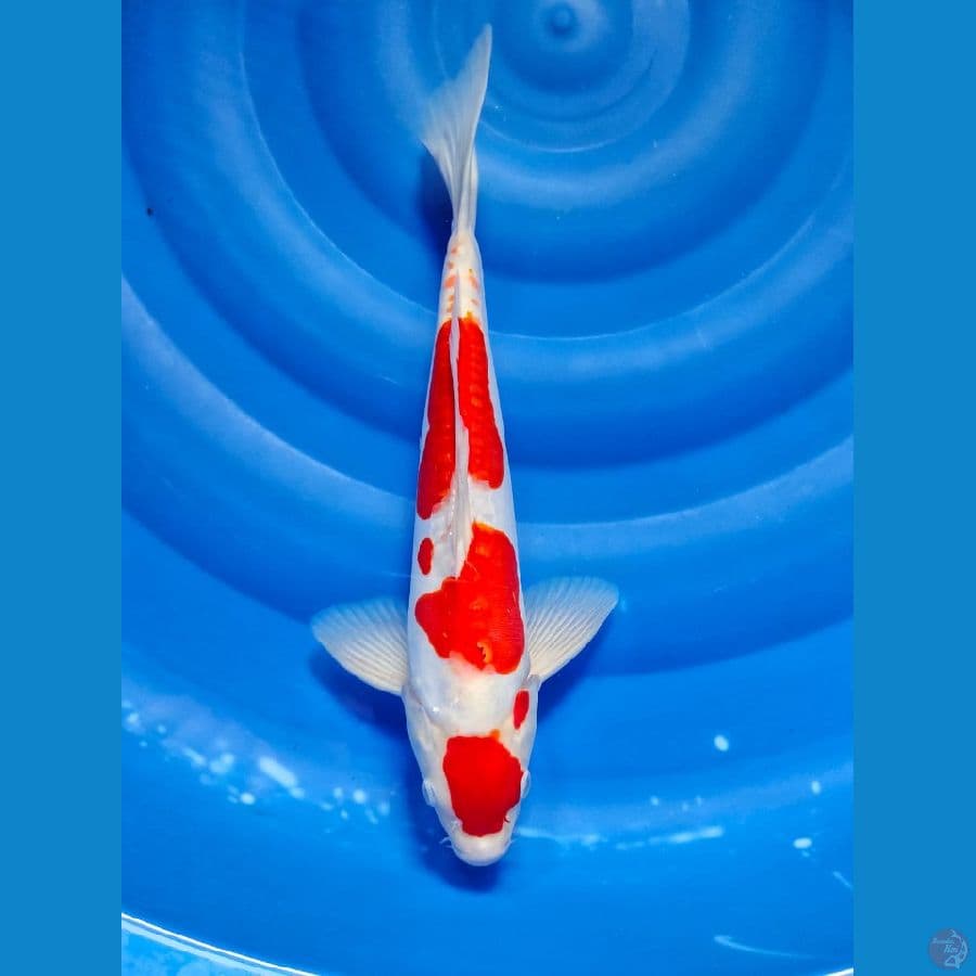 kohaku doith male 34cm