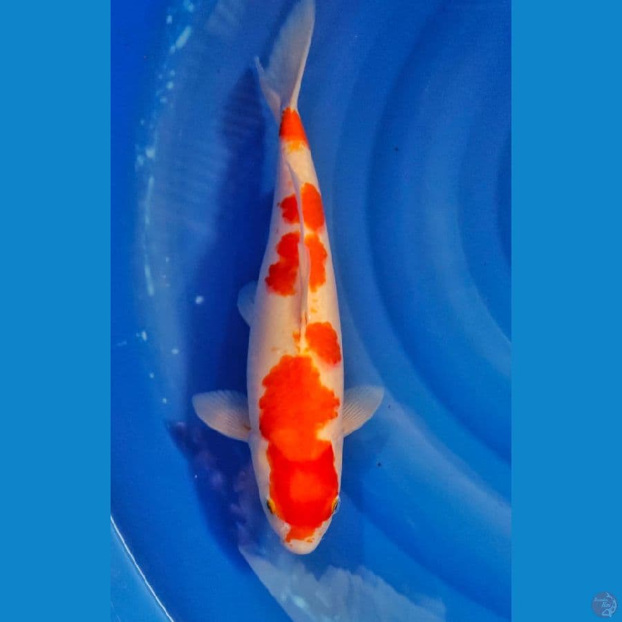 kohaku 37cm