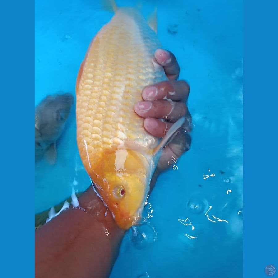 karasi mata merah 33cm
