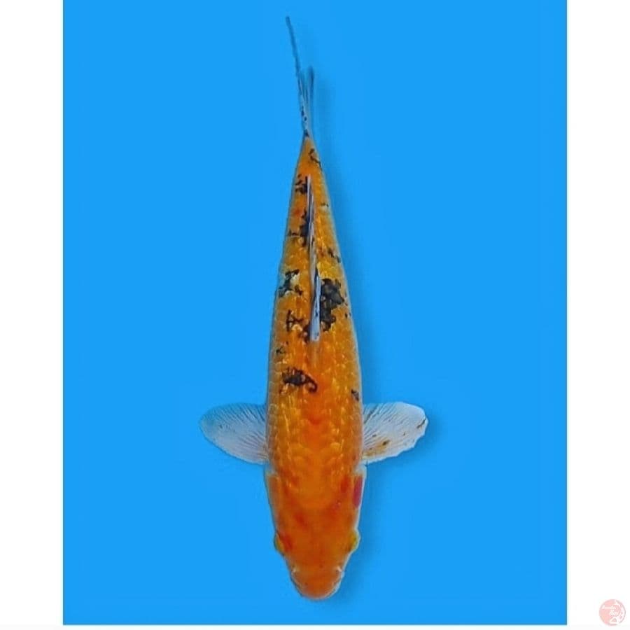 AnTiX Kin Bekko Gindrin 40 Male