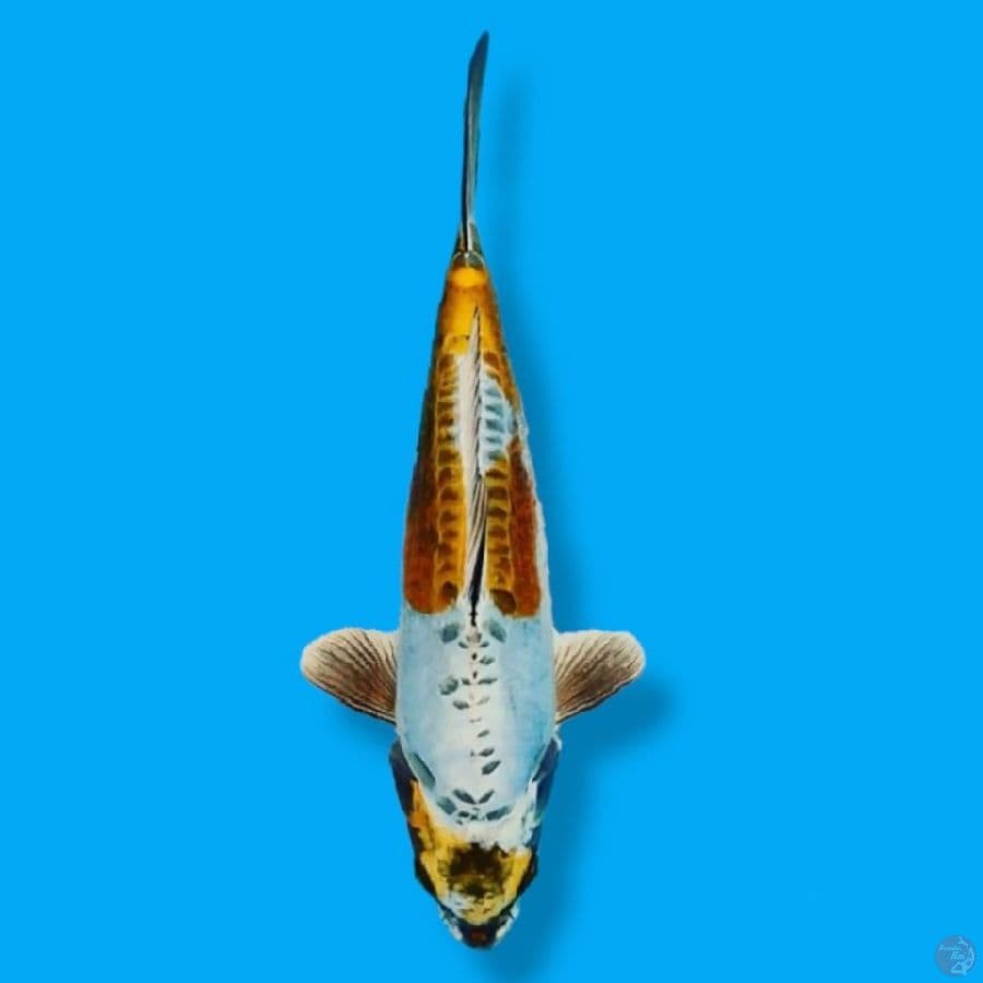 Kikokuryu 30 Female