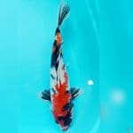 Showa 44cm jantan 