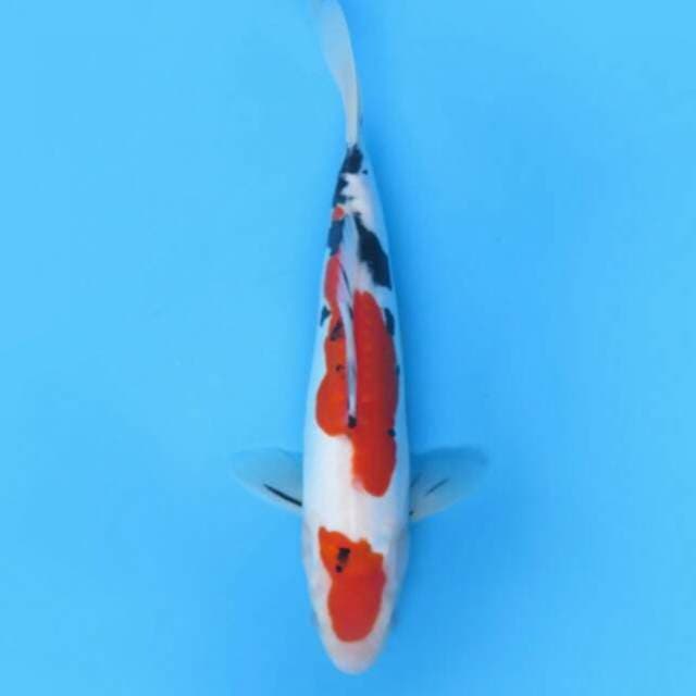 Sanke maruten 25cm