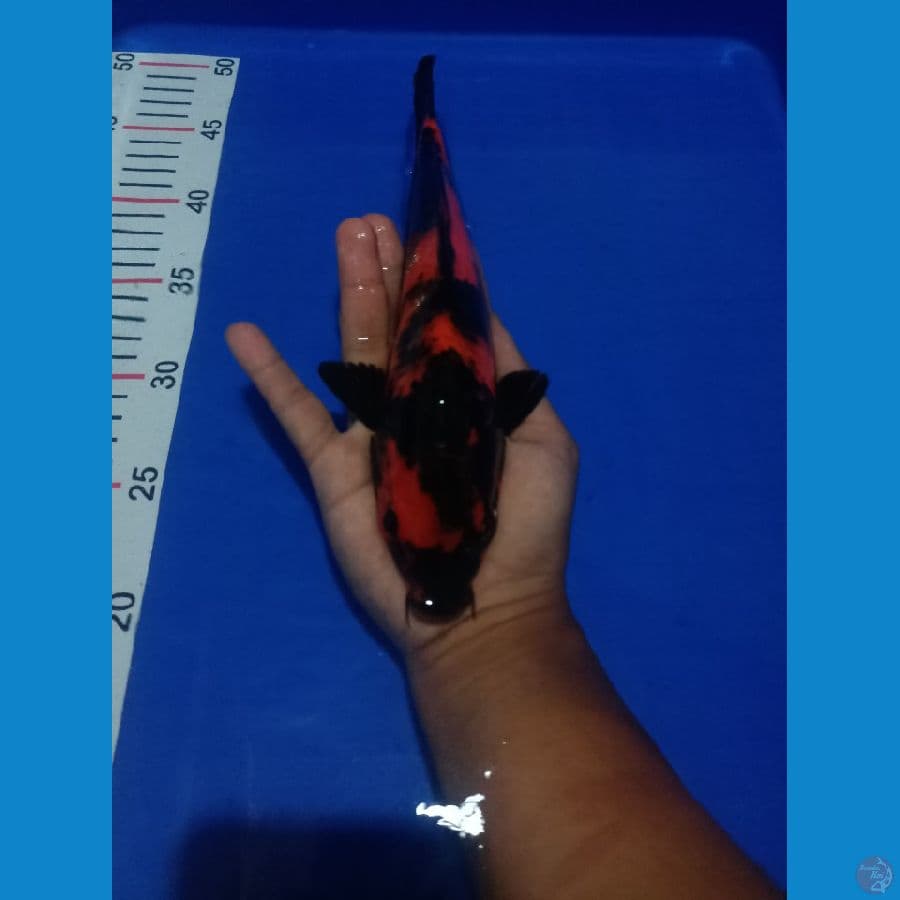 Hiutsuri 27cm