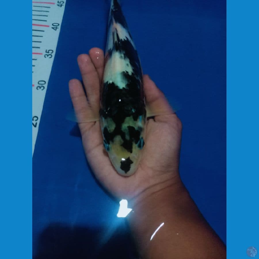 Shiro Tetegoi 28cm
