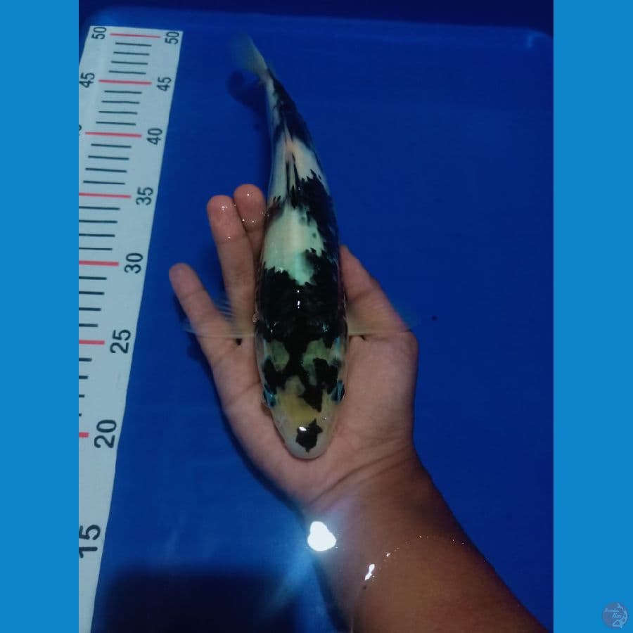 Shiro Tetegoi 28cm