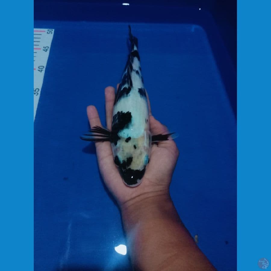 Shiro 30cm