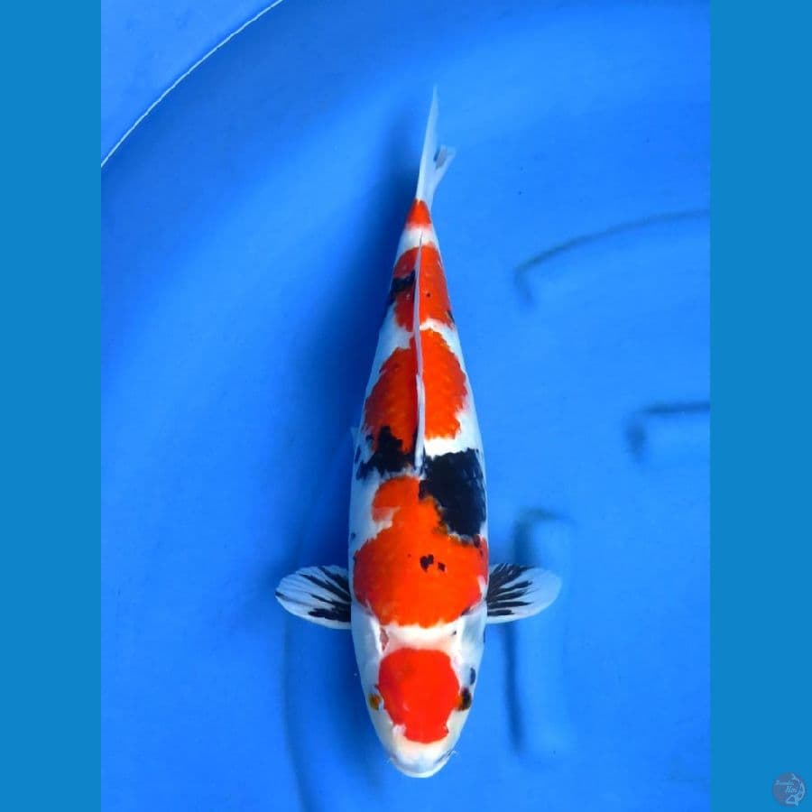 maruten showa 46cm