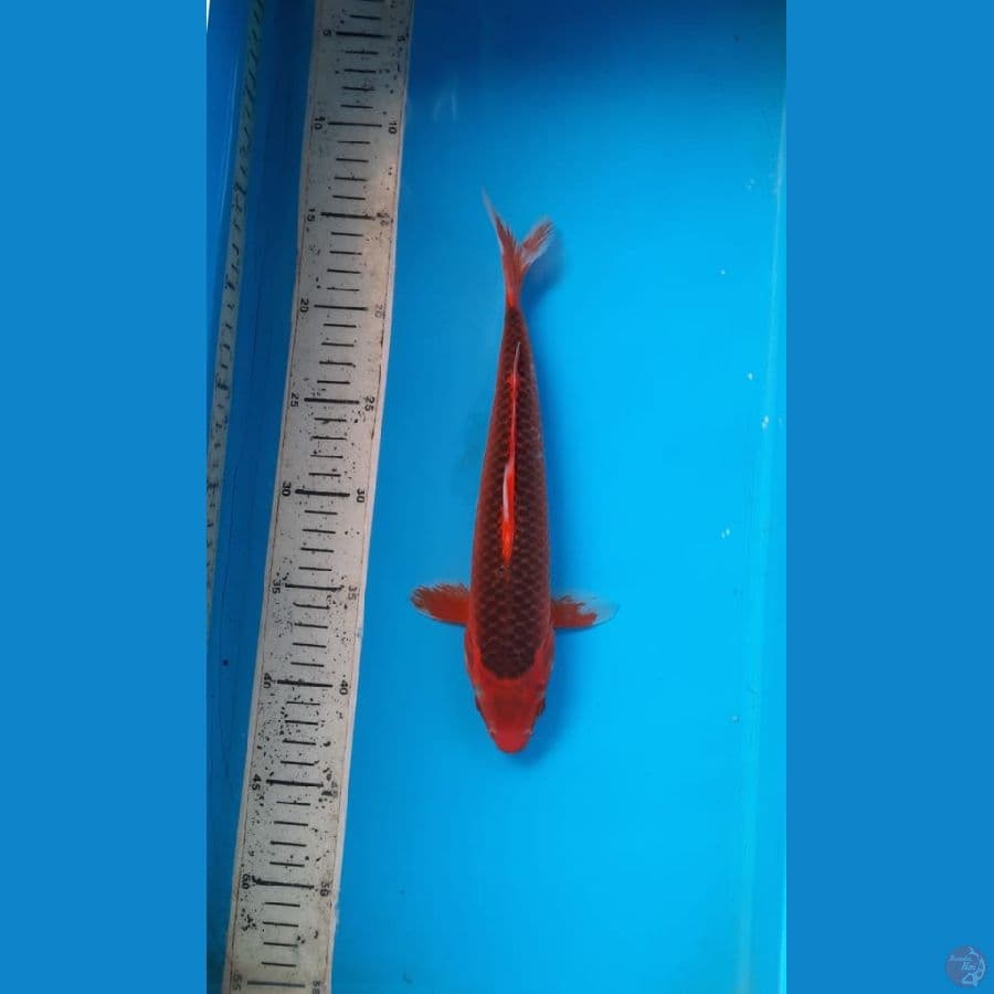 akamatsuba