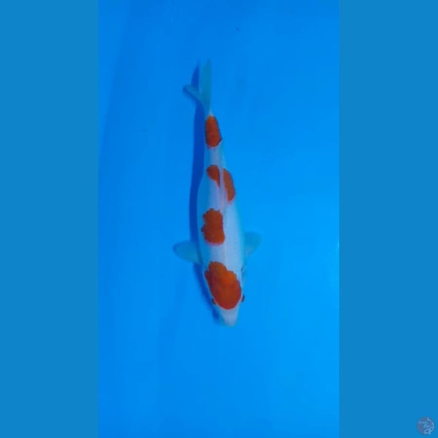 kohaku orijinal 28cm
