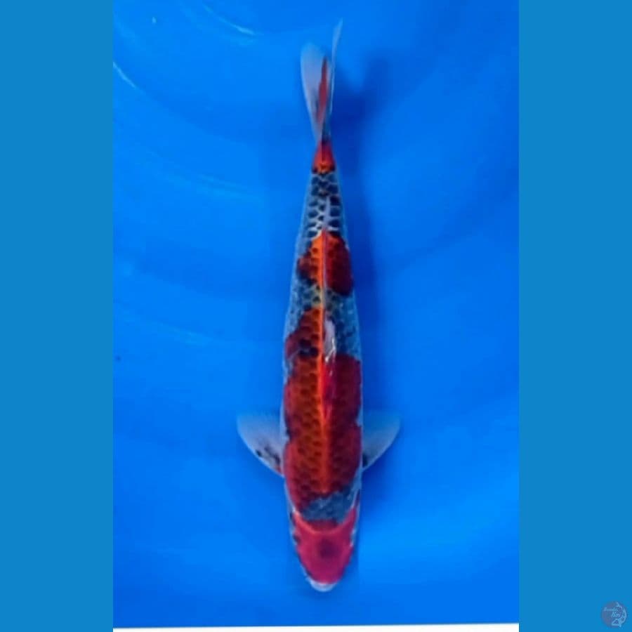 gosiku 32 cm male