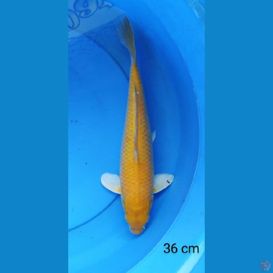 karashi corn mt merah 36 cm jantan