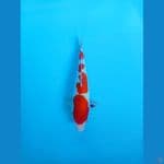 sanke 30cm