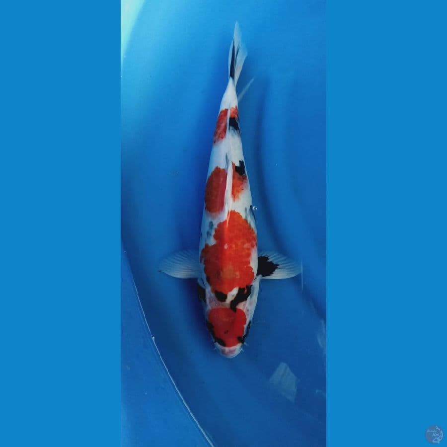 showa