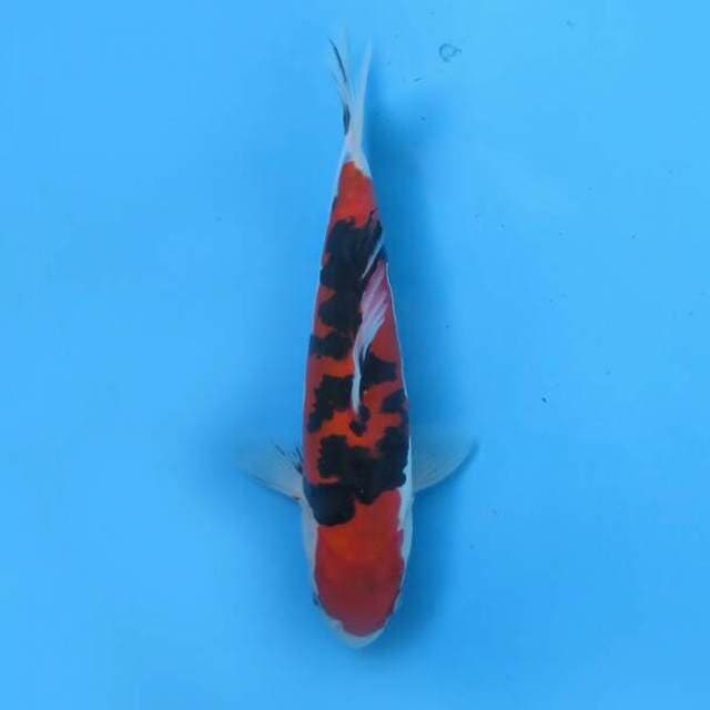 Sanke kasanezumi 24cm