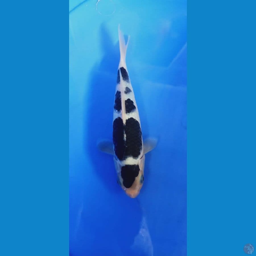 budo goromo