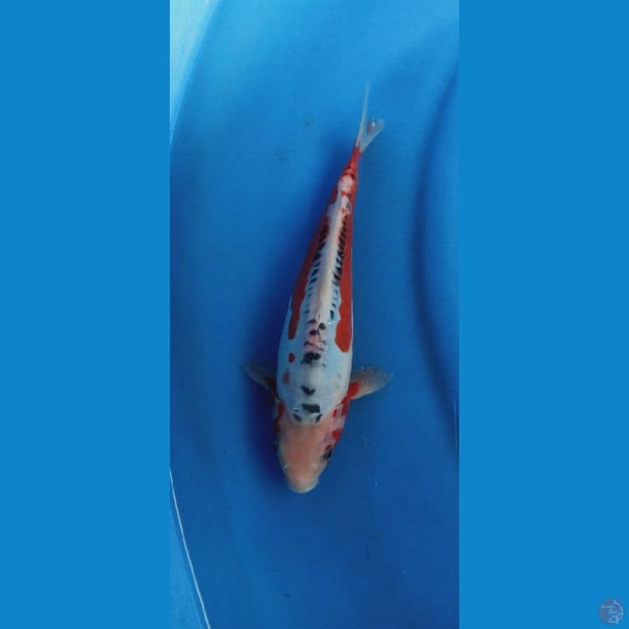 hana shusui