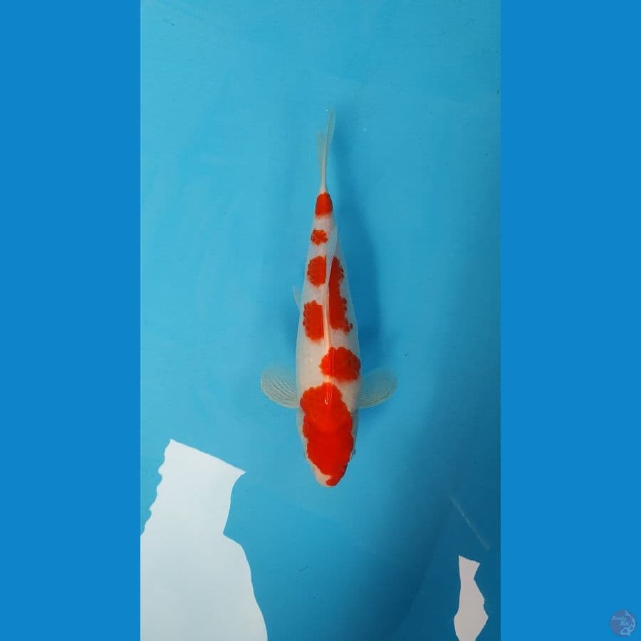 Kohaku 27cm HQ Original