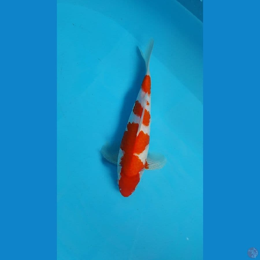 Kohaku HQ 24cm