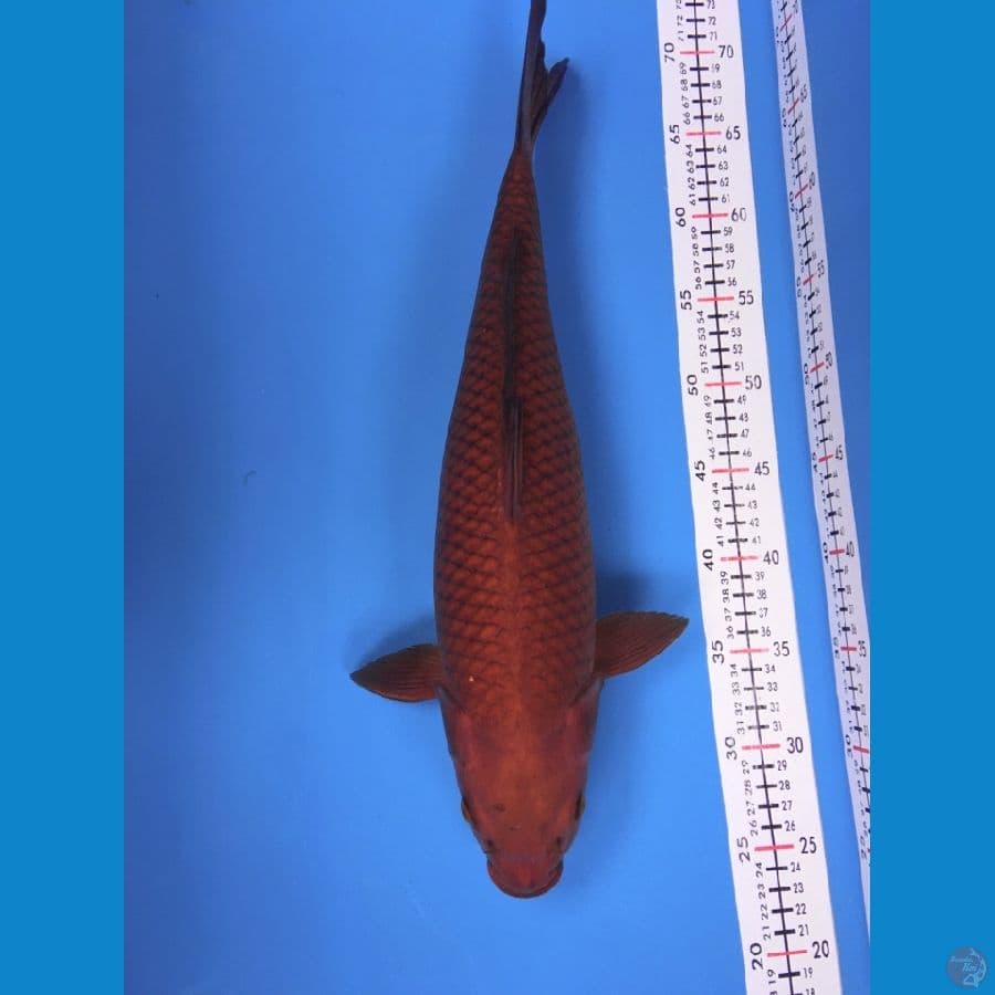 Chagoi F45cm
