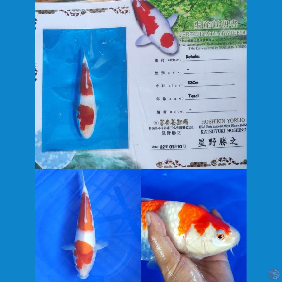 Kohaku 31cm