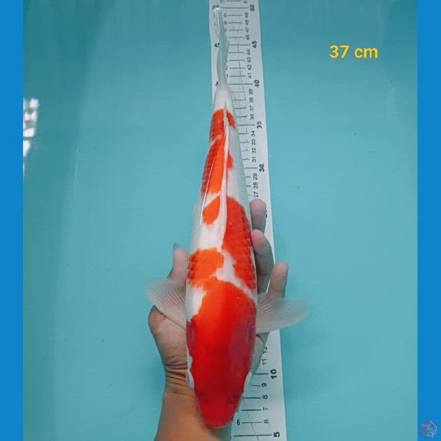 kohaku 37cm