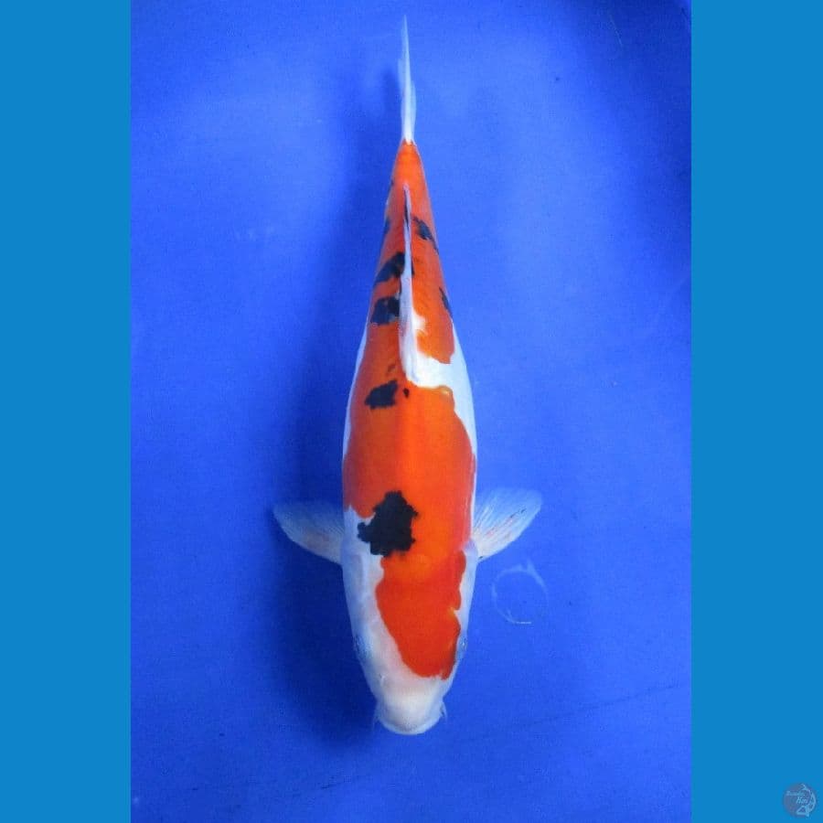 doitsu sanke ±35cm