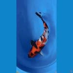 SHOWA FEMALE 50 CM