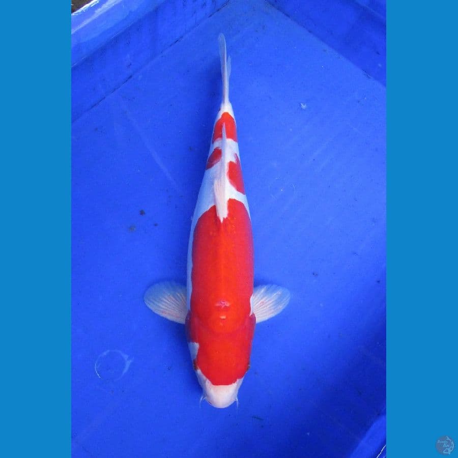 doitsu sanke ±37cm