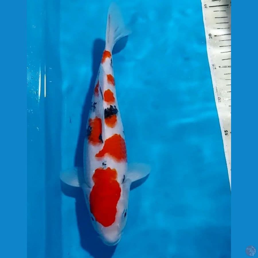SANKE SQ 31 CM