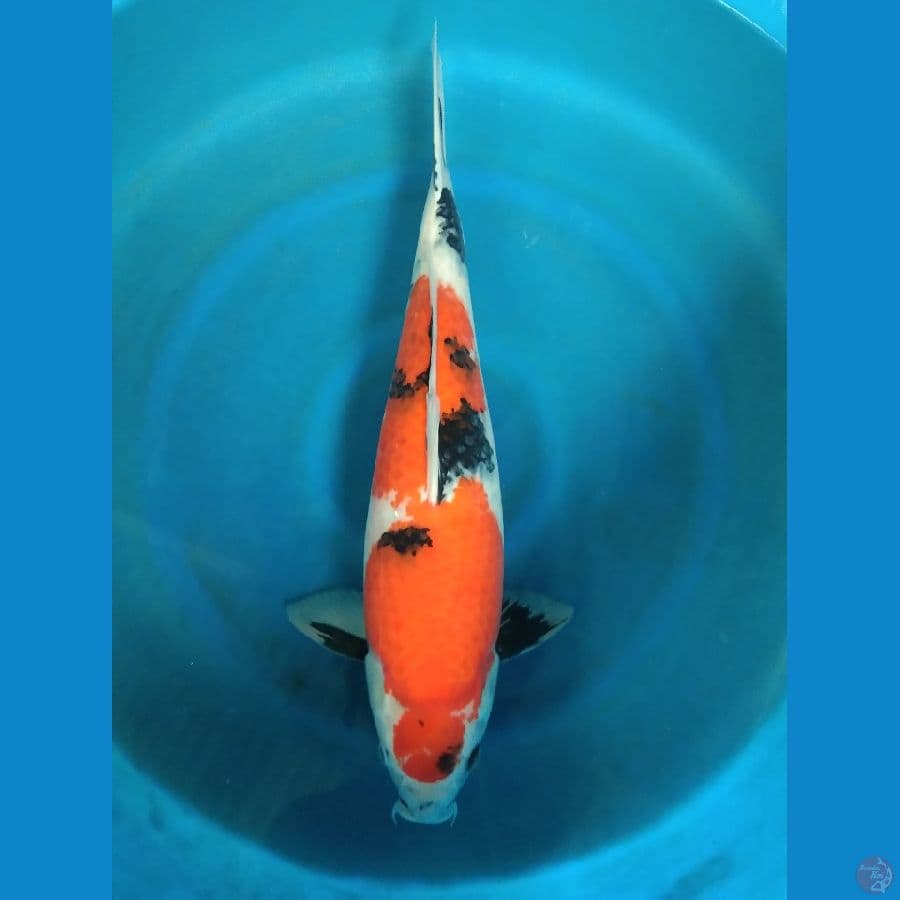 sowa 50cm body ginuk ginuk