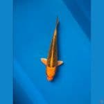Kin Matsuba 24cm