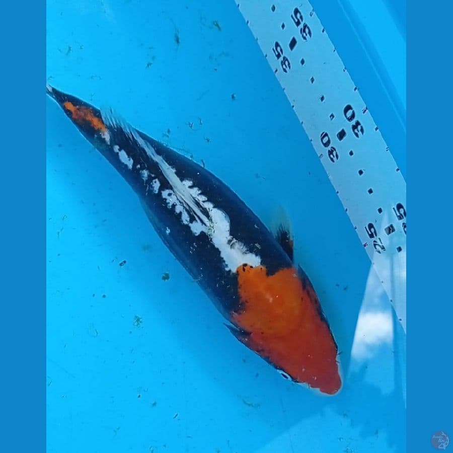 Beni kumon 25 cm (sirip kecil sebelah)