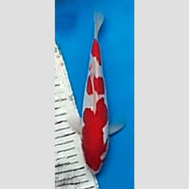 kohaku merah darah 25cm