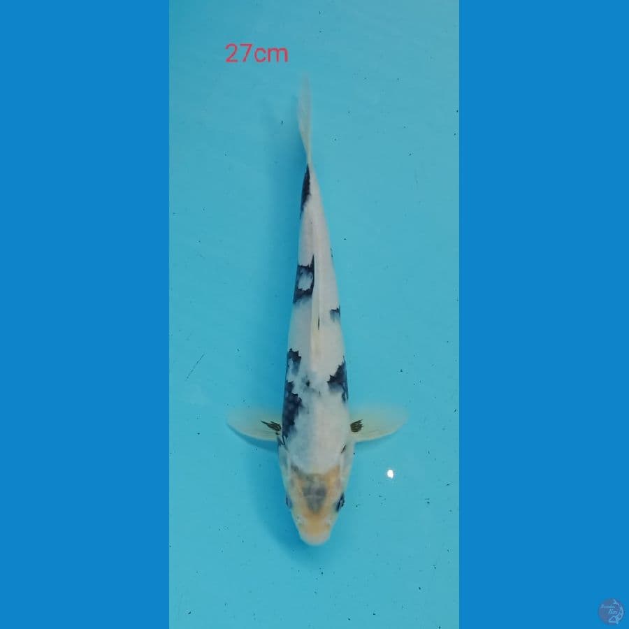 shiro calon 27cm