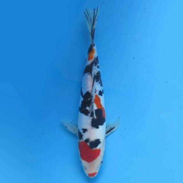 Sanke sandan 25cm