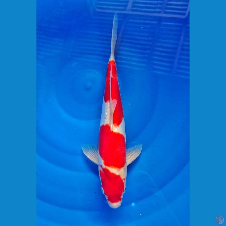 kohaku doithsu merah strong 32cm