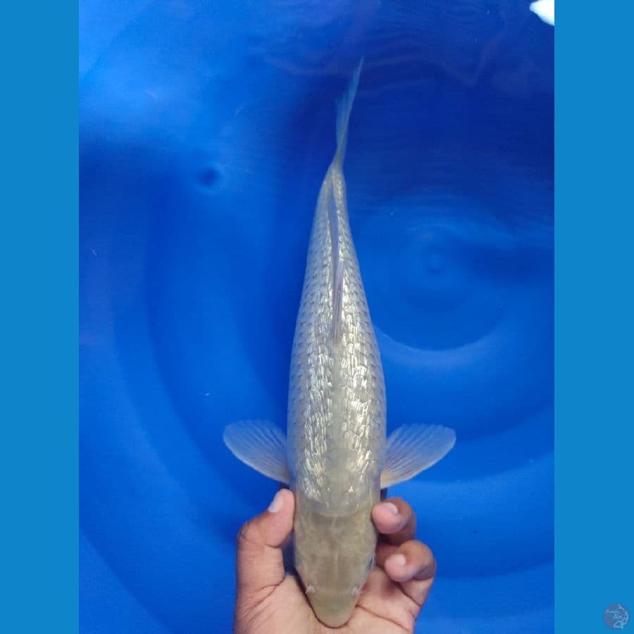 soragoi full.ginrin 34cm